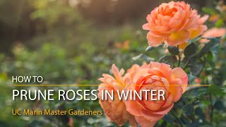 How to Prune Roses in Winter [upl. by Ased235]