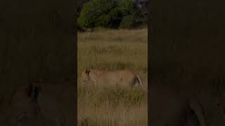 Lioness and lion🌍Amboseli olonanaonsafari wildlife lioness lion shorts olonanaonsafarico [upl. by Aaronson]