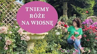 Jak ciąć na wiosnę RÓŻE  rabatowe parkowe okrywowe pnące Jak i kiedy ciąć róże młode i stare [upl. by Sewole]