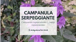 CAMPANULA SERPEGGIANTE  Campanula rapunculoides L subsp rapunculoides  Creeping bellflower [upl. by Lashond302]