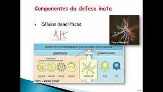 Qual é o papel das células dendríticas na resposta imune [upl. by Everrs]