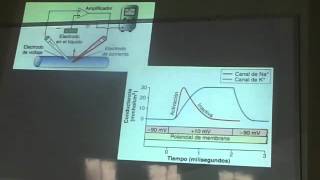 Fisiología I  AulaClase 3  Potenciales de membrana y potenciales de acción [upl. by Losse]