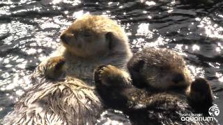 Sea Otters Milo and Tanu Holding Paws [upl. by Wolford743]