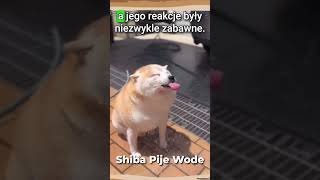 SHIBA INU PIJE WODE 💦 dog pies shorts hound subscribe owczarek funny shiba shibadog hound [upl. by Fasano591]