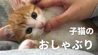 子猫のおしゃぶりがとにかく可愛い件 [upl. by Ahdar]