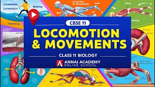 Unlocking Movement The Science of Locomotion in Class 11 Biology [upl. by Alisen787]