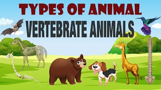 Vertebrate Animals  Mammals  Reptiles  Amphibians  Learn Types Of Animals  Part 1 [upl. by Jarid]