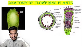 MERISTEMATIC TISSUE  ANATOMY OF FLOWERING PLANTS  NEETCUETClass11  neet L1 [upl. by Arleta]