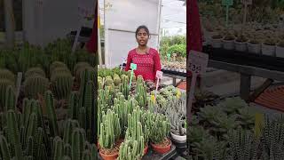 ❤‍🔥 4  Easy steps to grow and maintain your cactus well🌵 gardening agriculture farming [upl. by Graces970]