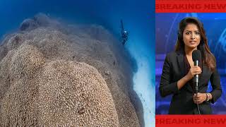 Worlds Largest Coral Discovery Massive Reef Visible from Space [upl. by Artnoed]