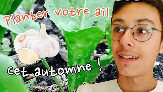 Potager d’automne 2 🍂  Comment Planter votre Ail au potager… Pour Haloween [upl. by Eillil]