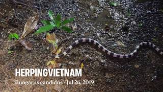 HerpingVietnam 2019 3 Bungarus candidus [upl. by Lyudmila10]