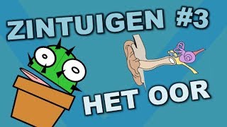 Onderdelen van het oor  Zintuigen 3  Cactuss Biologie [upl. by Amat63]