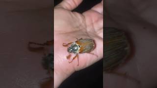 Cockchafer beetles  May bugs [upl. by Airtap]