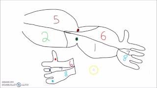 Anatomy  How to Draw the Dermatomes of the Arm Head and Neck [upl. by Photima]