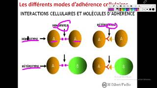 Cytologieبالعربية  3 La Membrane Plasmique  Part 5 Les molecules dadhérence  Ig  Cadhérines [upl. by Erodroeht]