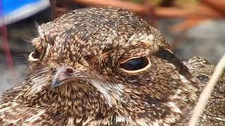 Savanna Nightjar  EYES [upl. by Proctor728]