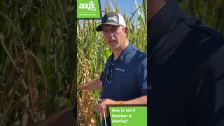 What is Fusarium How To Tell If Its Starting [upl. by Colwen23]