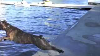 Lucifer Cane Corso BAD ASS diving vid [upl. by Annmaria219]