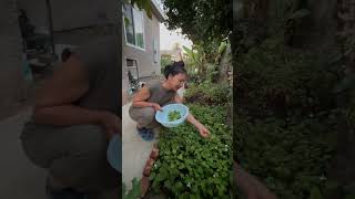 Picking Some Houttuynia cordata from backyard [upl. by Catrina]