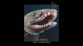 القرش🦈 المزركش المرعب😱😱 [upl. by Lorin]