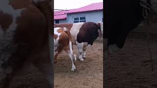 Cows how to start work soon​ 119 [upl. by Eerehc391]