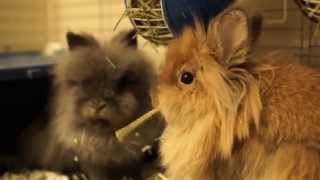 Cute lionhead bunny doesnt want to share her timothy hay [upl. by Kalie]