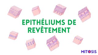 Les épithéliums de revêtement [upl. by Nimaynib]