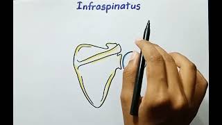 Infraspinatus Muscle  Origin Insertion Innervation Actions  Anatomy [upl. by Telrahc]