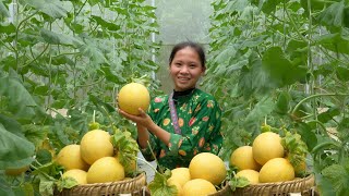 The Most Expensive Melon Ive Ever Harvested  Sick Han Baby  Ly Tieu Ca [upl. by Johm]