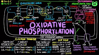 Oxidative Phosphorylation  CAC amp ETC 03  Biochemistry  PP Notes  Lehninger 6E Ch 19 [upl. by Joanna]