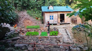 Build a garden with a complete irrigation system Grow tomatoes cabbage and cauliflower [upl. by Disraeli394]