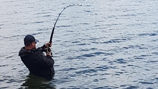 Catching a Western Port Bay MONSTER [upl. by Dannye]