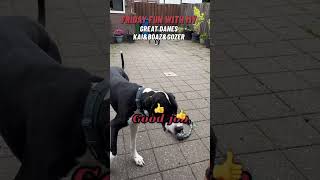 Friday fun with my Great Danes KaiampBoazampGozer dogshorts greatdanetv greatdanesunleashed [upl. by Legyn]