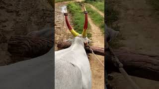 Bullock cart ride [upl. by Magner251]