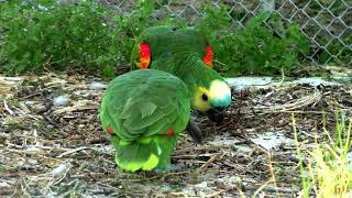 Blue fronted amazon parrots [upl. by Dreeda]