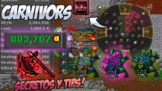 Carnivoras rock es RENTABLE EN 2023 TIBIA HUNT  750 a 900k por Hora de PROFIT  EK 250500 [upl. by Birck]