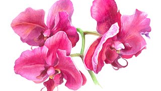 PINK ORCHIDS PAINTING 🌺 Botanical Watercolor on Winsor amp Newton COLD Pressed Paper [upl. by Umeh340]