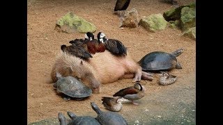 Why Do Animals Like Capybaras So Much [upl. by Prochora]