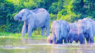 Elefhant 🐘Kaziranga National Park  Wildlife Vedios  Assam  Nature 🌳🌲😱 [upl. by Baelbeer]