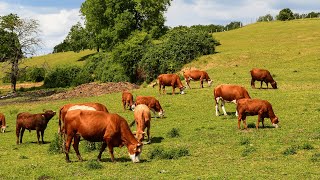 Brown Cows Going to the Pasture 🐮 Cow Sounds with Music🐮 [upl. by Pooley]