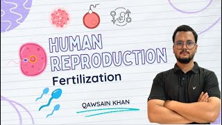 Fertilization  How fertilization occurs in human live  Fertilization in hindi live  Class 12th [upl. by Netsirk]