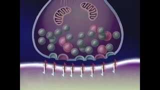 quotNeuronale Wirkmechanismen der Antidepressivaquot für CIBA GEIGY [upl. by Renell255]