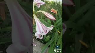 Crinum lily nature [upl. by Secor]