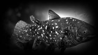 Coelacanth The Living Fossil That Defied Extinction [upl. by Eiralam]