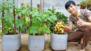 How To Growing Potatoes at home very easy and many tubers big harvesting [upl. by Ahsieki]