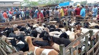 FEIRA DE BODE E OVELHAS EM CAMPINA GRANDEPB 21022024 CAPRINOS E OVINOS [upl. by Hildegaard]