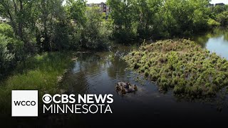 Crews find body of missing boy in Minnehaha Creek [upl. by Ardnassela290]