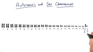 Sex Chromosomes  Tales from the Genome [upl. by Erastatus]