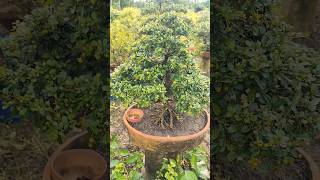 carmona bonsai tree indoorplant bonsai adeniumbonsai plants indoorplantplantnursery [upl. by Akemehs]